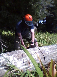 Paraoanui Kauri log